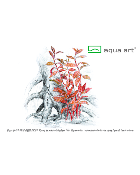 Alternanthera reineckii 'Rosanervig' - Aqua-art